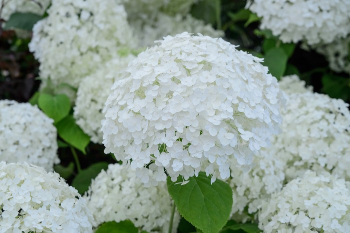 Hydrangea arborescens 'Annabelle' Hydrangea arborescens 'Annabelle'