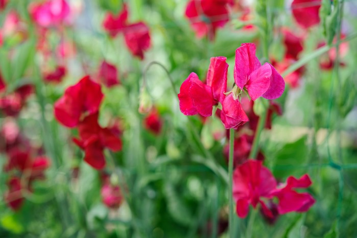 How to grow sweet peas - sweet peas to grow How to grow sweet peas - sweet peas to grow