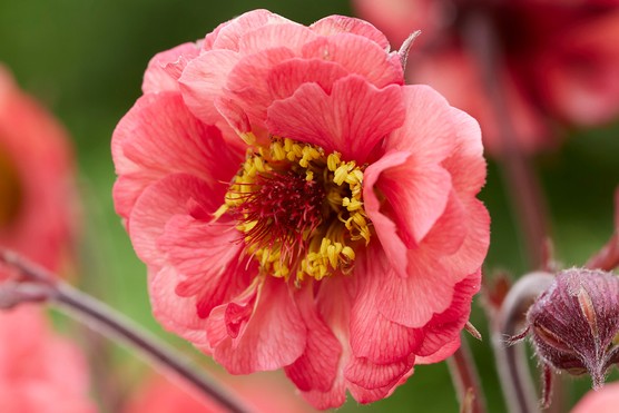 Geum Cherry Bakewell