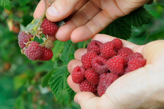 Harvesting raspberries Harvesting raspberries