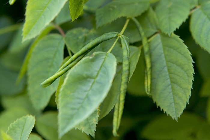 Rose leaf rolling sawfly affected rose leaves Rose leaf rolling sawfly affected rose leaves