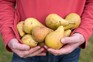 How to grow pears How to grow pears