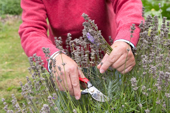 Deadheading lavender Deadheading lavender