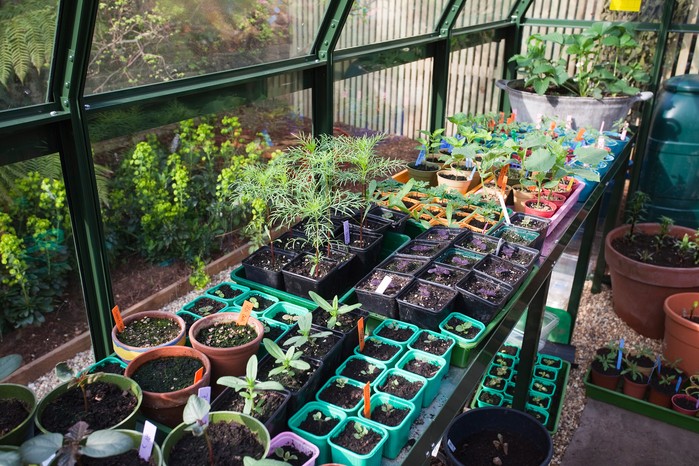 Plants and seedlings on a greenhouse bench Plants and seedlings on a greenhouse bench
