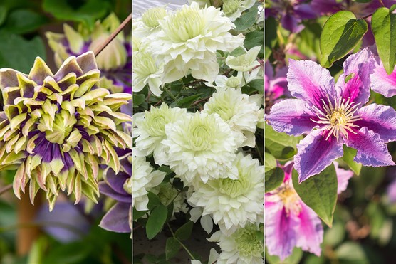 Clematis ‘Piilu’, C. ‘Taiga’ & C. ‘Manju’