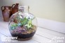 FutureLearn: Healthy House Plants FutureLearn: Healthy House Plants