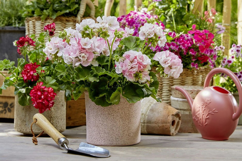 A vibrant garden scene featuring potted flowers including pink geraniums, red and magenta blooms, a pink floral watering can, and a gardening trowel on a wooden surface, surrounded by lush green foliage and woven baskets.