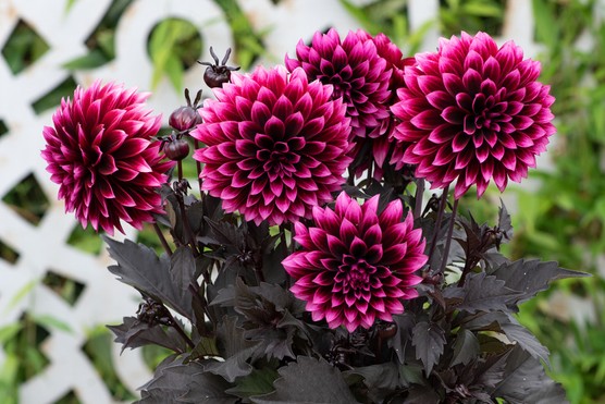 Dahlia Velvet Crush