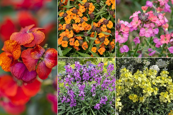Erysimum Bright Collection