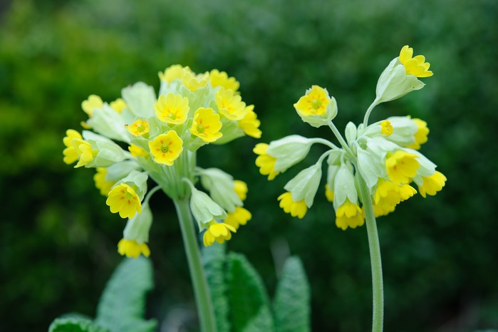 Primula veris. Jason Ingram