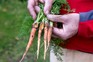 Carrot root fly damage Carrot root fly damage