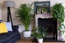 Our favourite house plants: Kentia palm, Fatsia and Epipremnum aureum Our favourite house plants: Kentia palm, Fatsia and Epipremnum aureum