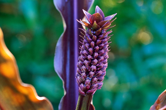 Eucomis flower. Lyn Keddie Eucomis flower. Lyn Keddie