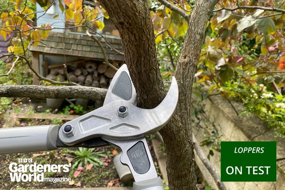 Loppers reviews category page hero image. Loppers in use. Credit: Jane Moore