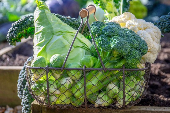 Broccoli (Calabrese) 'Marathon', Cabbage 'Duncan', Cauliflower 'Maybach' and Brussels Sprout 'Clodius'