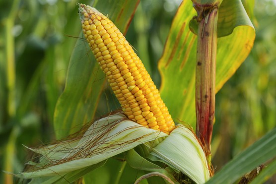 SWEETCORN ‘MOONSHINE’