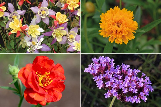 Geum ‘Mrs J. Bradshaw’, Aquilegia Mrs Scott-Elliott hybrids, Verbena bonariensis & Coreopsis Golden Joy