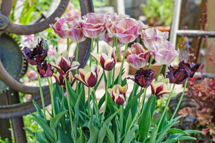 Three types of tulip growing in a pot. Jason Ingram