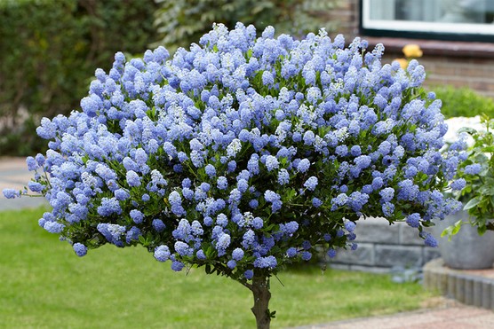 Californian lilac (Ceanothus) tree