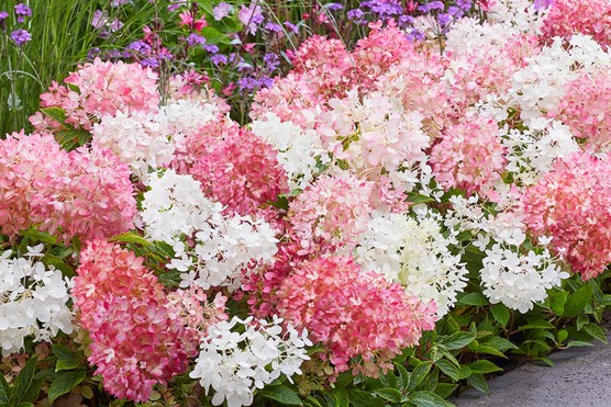 Hydrangea paniculata 'Groundbreaker Blush'